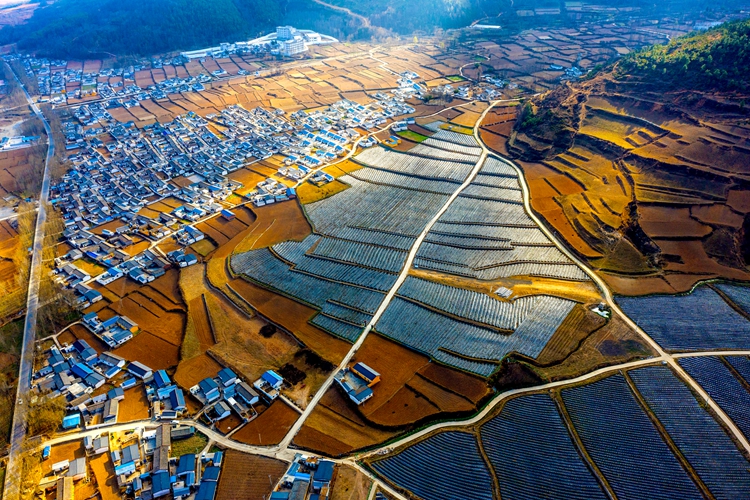 DZ0007，张东《蓝莓种植园》拖觉镇万亩蓝莓种植园区。凉山州布拖县拖觉镇。2021年3月。13350573687_副本.jpg